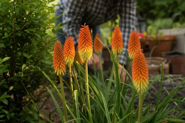 Kniphofia uvaria – condiții de creștere, plantare și îngrijire