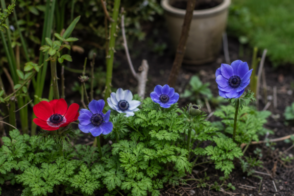 Anemona (Anemone coronaria) – condiții de creștere, plantare și îngrijire