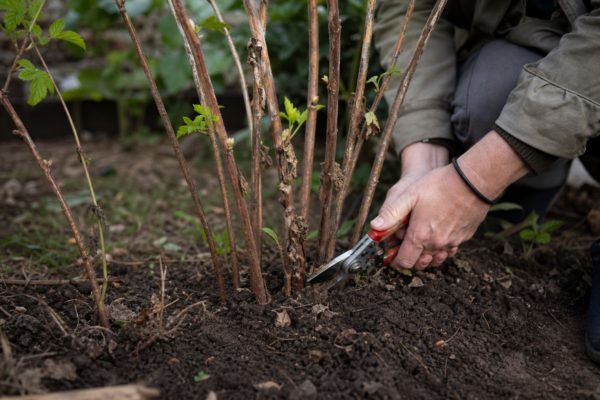 Zmeur (Rubus idaeus) – plantare și îngrijire pas cu pas
