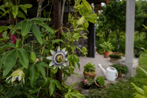 Floarea pasiunii (Passiflora caerulea) – tot ce trebuie să știi despre plantare și îngrijire