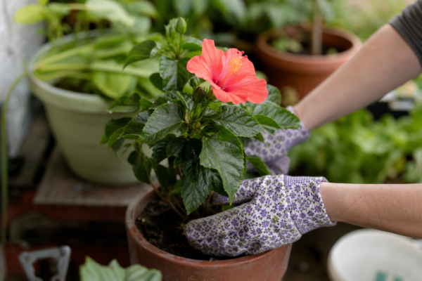 Trandafirul japonez (Hibiscus rosa-sinensis) – condiții de creștere, plantare și îngrijire