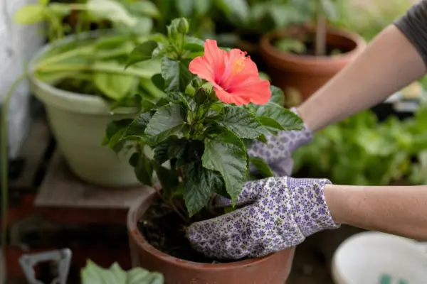 Trandafirul japonez (Hibiscus rosa-sinensis) – condiții de creștere, plantare și îngrijire