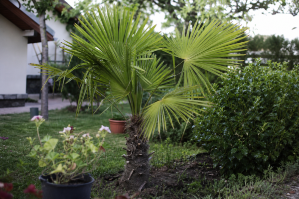 Palmier de grădină (Trachycarpus fortunei): cum se plantează și cum se îngrijește corect