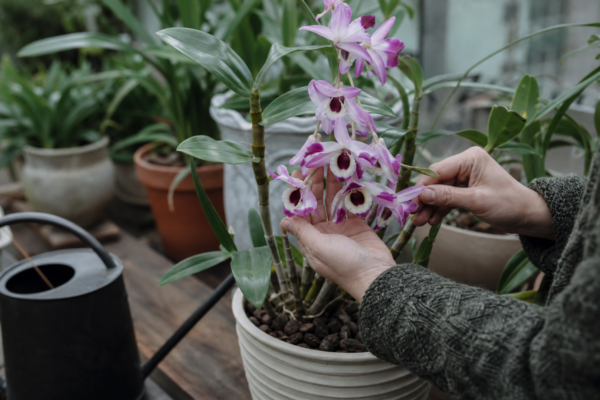 Orhideea Dendrobium (Dendrobium nobile): cum se plantează și cum se îngrijește corect