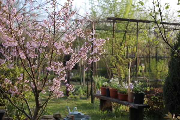 Cireș ornamental (Prunus subhirtella) – ghid complet de cultivare și îngrijire