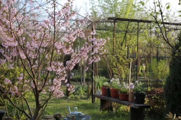 Cireș ornamental (Prunus subhirtella) – ghid complet de cultivare și îngrijire