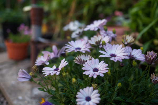 Osteospermum ecklonis – sfaturi de plantare și îngrijire