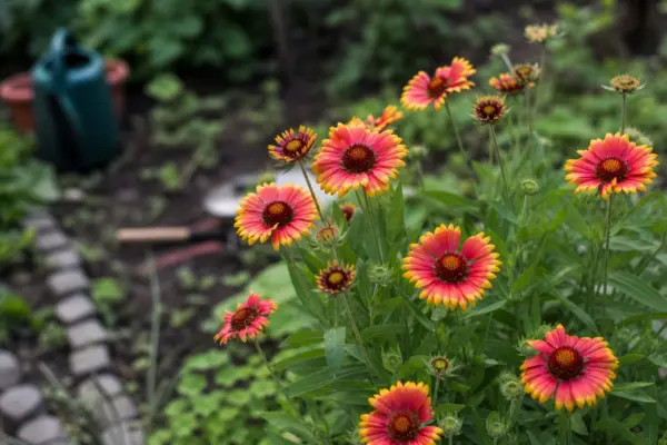Gaillardia aristata: cum se plantează și cum se îngrijește corect