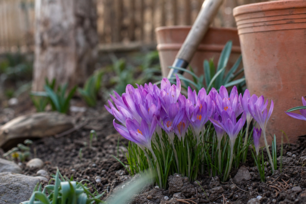 Brândușă (Crocus vernus): cum se plantează și cum se îngrijește corect
