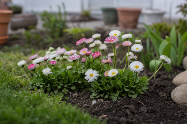 Bănuței (Bellis perennis) – plantare, îngrijire și greșeli de evitat