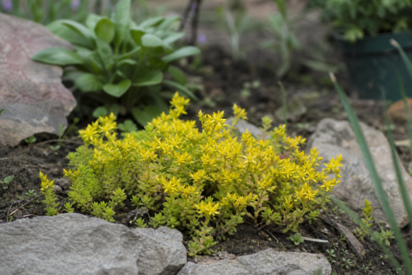 Sedum acre – sfaturi pentru plantare, creștere și întreținere