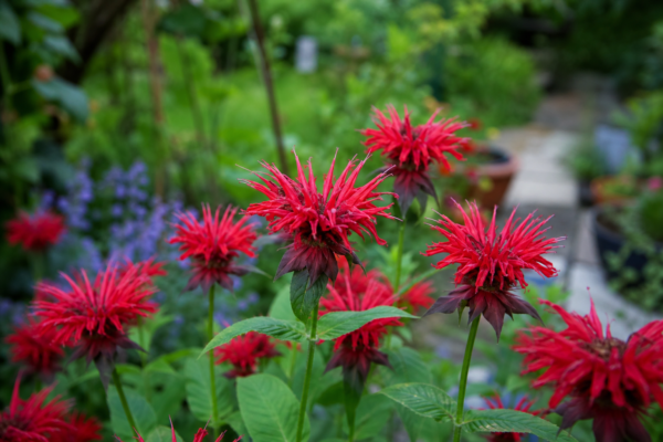 Monarda (Monarda didyma) – ghid complet de cultivare și îngrijire