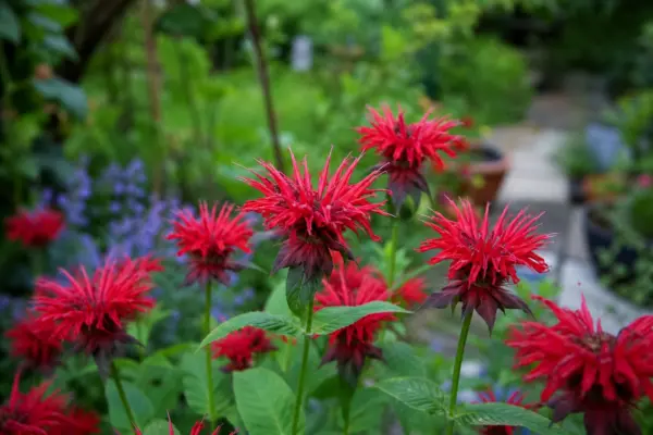 Monarda (Monarda didyma) – ghid complet de cultivare și îngrijire