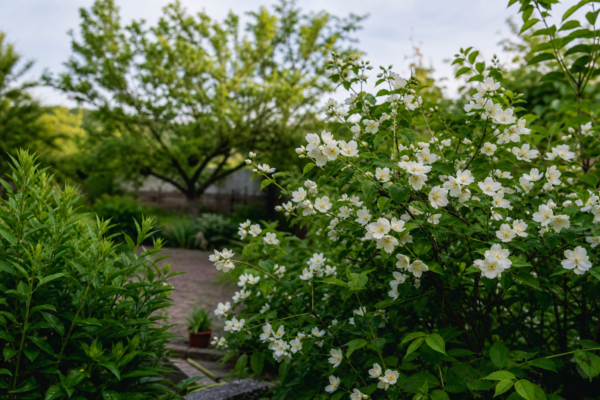 Lămâiță (Philadelphus coronarius): cum se plantează și cum se îngrijește corect