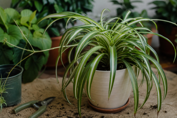 Panglicuța (Chlorophytum comosum) – tot ce trebuie să știi despre plantare și îngrijire