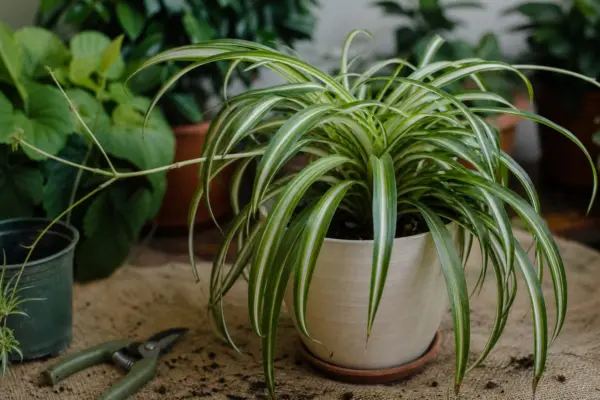 Panglicuța (Chlorophytum comosum) – tot ce trebuie să știi despre plantare și îngrijire