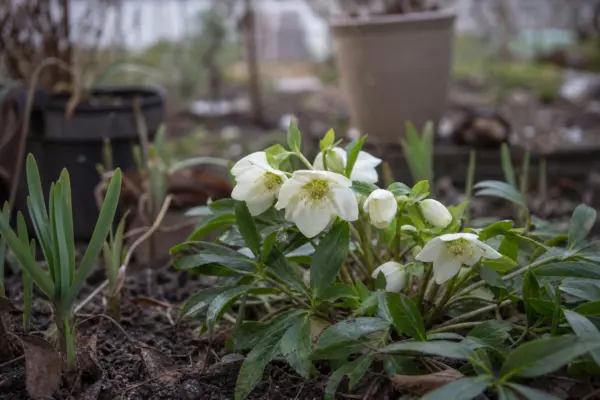 Trandafirul de Crăciun (Helleborus niger) – sfaturi de plantare și îngrijire