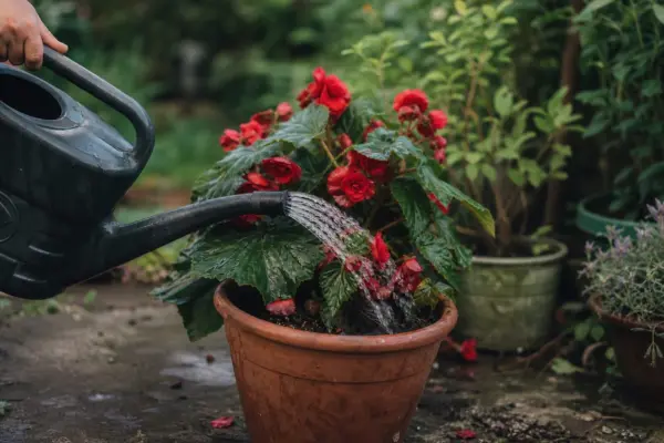 Begonie tuberoasă (Begonia tuberhybrida) – plantare, udare și întreținere