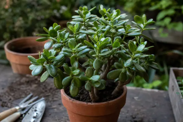 Arborele de jad (Crassula ovata) – ghid complet de cultivare și îngrijire