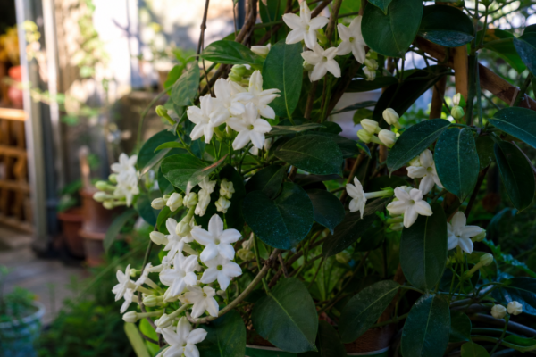 Stephanotis (Stephanotis floribunda) – sfaturi de plantare și îngrijire