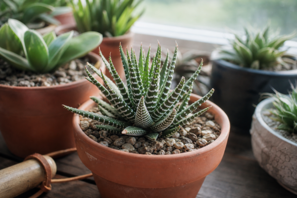 Haworthia (Haworthia fasciata) – sfaturi pentru plantare, creștere și întreținere