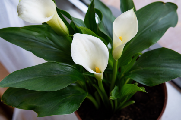 Calla sau cala (Zantedeschia aethiopica): sfaturi pentru plantare și întreținere