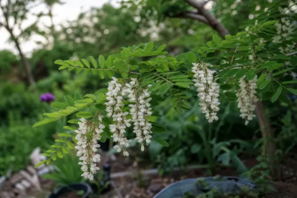 Salcâm (Robinia pseudoacacia) – ghid complet de cultivare și îngrijire
