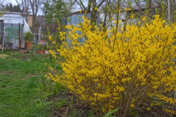 Forsythia intermedia – sfaturi pentru plantare, creștere și întreținere