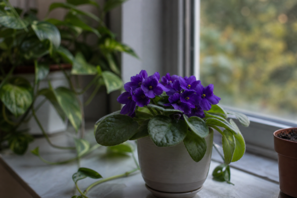 Violeta africană (Saintpaulia ionantha) – tot ce trebuie să știi despre plantare și îngrijire