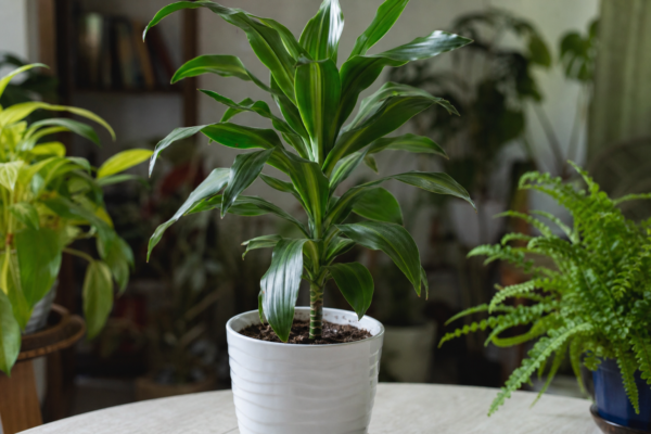 Trestia fericirii (Dracaena fragrans): cum se plantează și cum se îngrijește corect