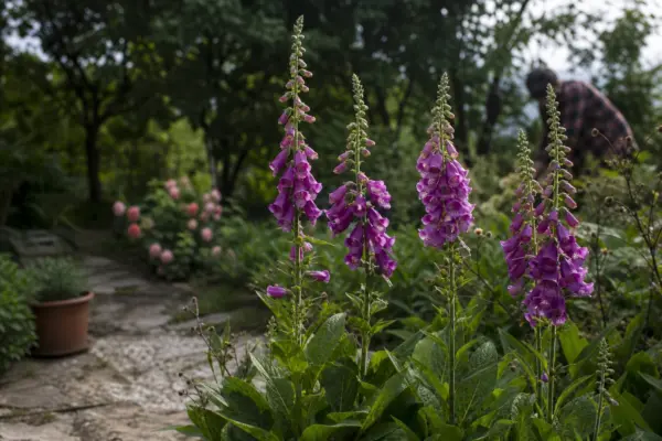 Degetarul (Digitalis purpurea) – sfaturi de plantare și îngrijire