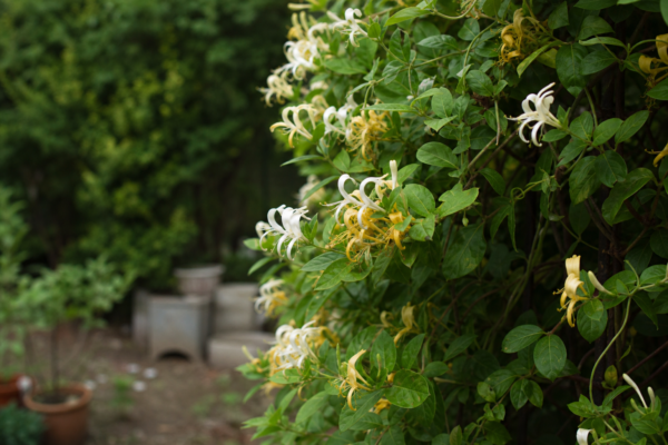 Caprifoi (Lonicera japonica) – ghid practic de plantare și îngrijire