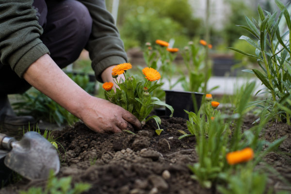 Galbenele (Calendula officinalis) – plantare și îngrijire pas cu pas