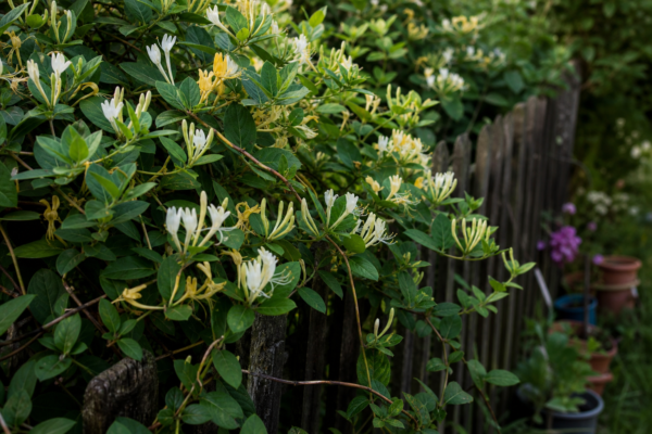Lonicera periclymenum – plantare și îngrijire pas cu pas