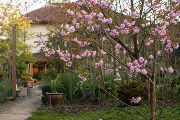 Cireș japonez (Prunus serrulata) – tot ce trebuie să știi despre plantare și îngrijire