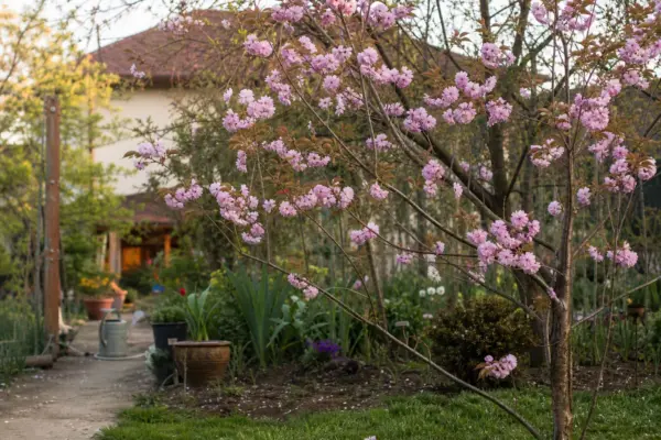 Cireș japonez (Prunus serrulata) – tot ce trebuie să știi despre plantare și îngrijire
