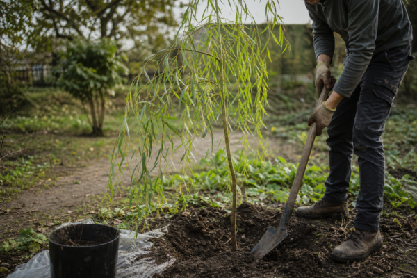 Salcie plângătoare (Salix babylonica) – plantare și îngrijire pas cu pas