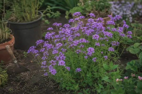 Verbină (Verbena hybrida) – condiții de creștere, plantare și îngrijire