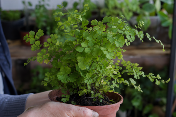 Părul Venerei (Adiantum raddianum): ce condiții cere și cum o îngrijești