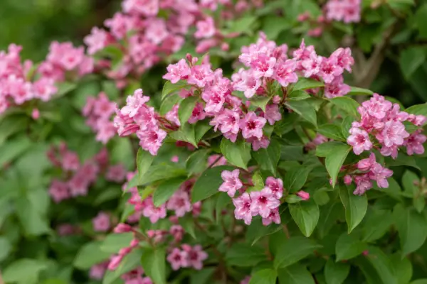 Weigela (Weigela florida): condiții de creștere și îngrijire