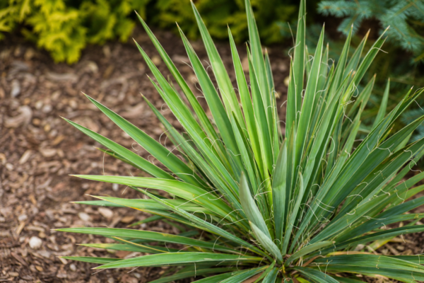 Yucca de grădină (Yucca filamentosa): plantare și îngrijire