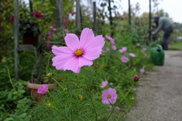 Cosmos (Cosmos bipinnatus): ce condiții cere și cum o îngrijești