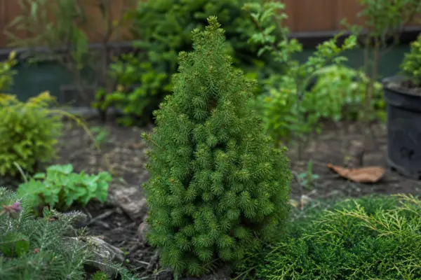 Molid conic (Picea glauca Conica) – sfaturi pentru plantare, creștere și întreținere