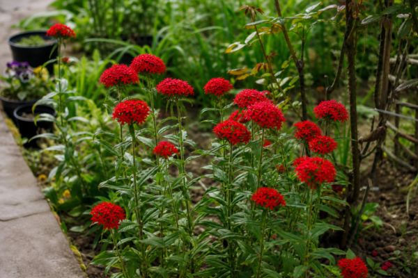 Lychnis chalcedonica – de la plantare la întreținerea de zi cu zi