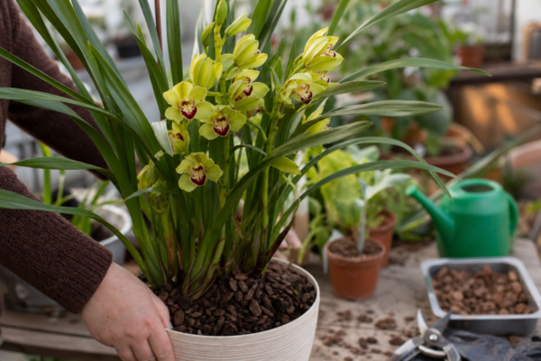 Orhideea Cymbidium (Cymbidium hybridum) – condiții de creștere, plantare și îngrijire