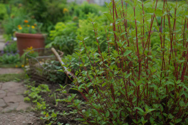 Cornus alba – ghid practic de plantare și îngrijire