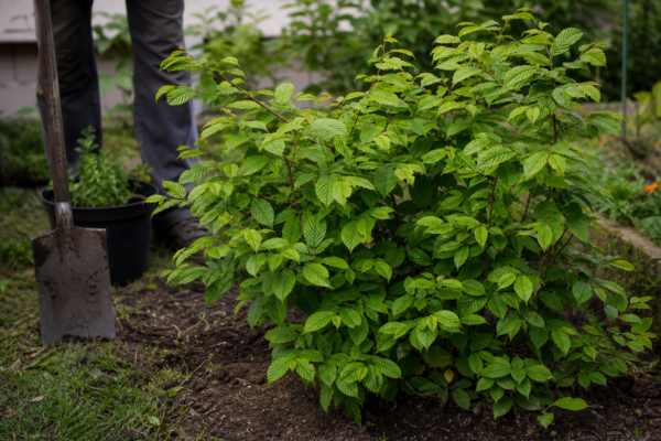 Carpen (Carpinus betulus) – plantare, udare și întreținere