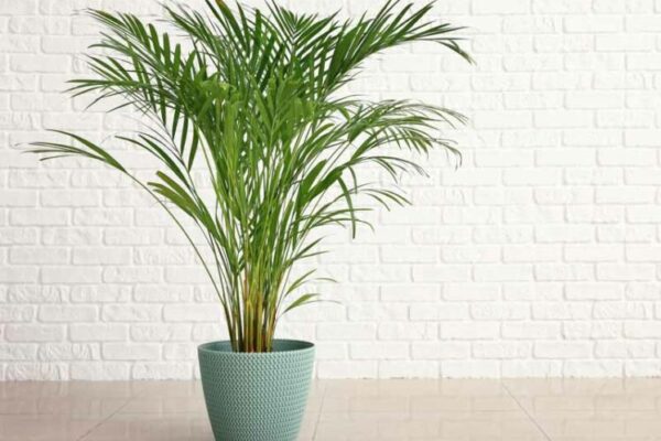 Planta perfectă pentru decorarea casei tale: Palmierul Areca – Chrysalidocarpus lutescens