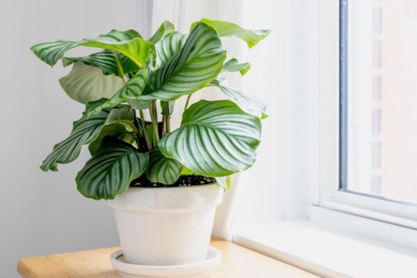 Fructifică-ți grădina cu plante erbacee decorative prin frunze
