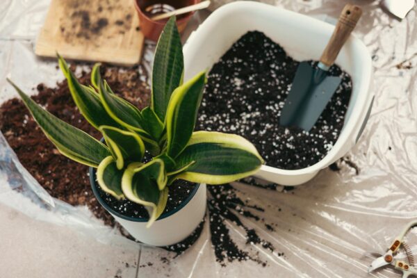 Ce îngrășământ este potrivit pentru plantele de apartament